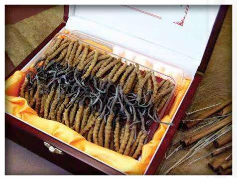 民众镇冬虫夏草回收